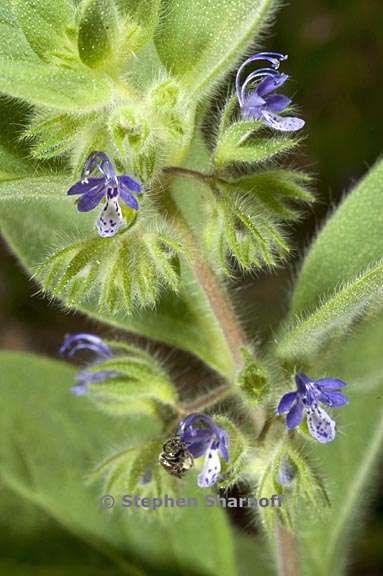 trichostema oblongum 2 graphic